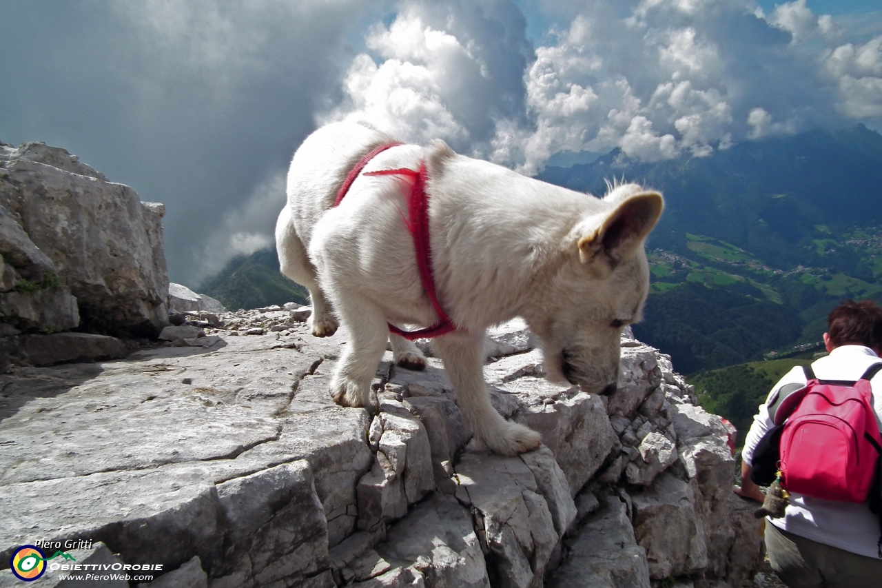 27 e questo cagnolino torna dalla vetta!.JPG